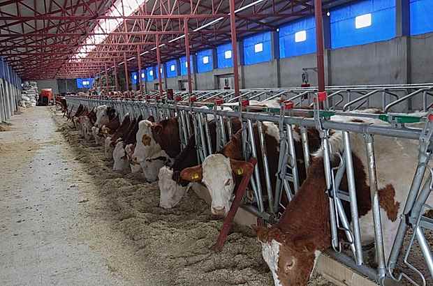 hayvan çiftliği ısı yalıtımı ısı izolasyonu